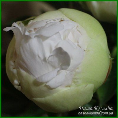 Bright White. Origin unknown. 459 фото