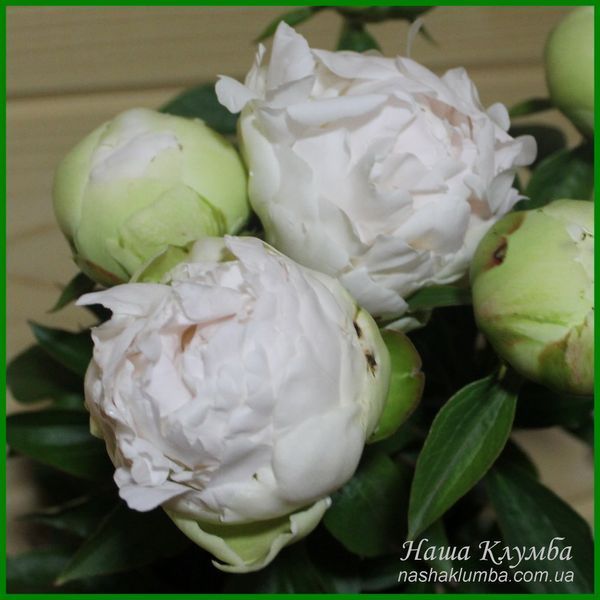 Bright White. Origin unknown. 459 фото