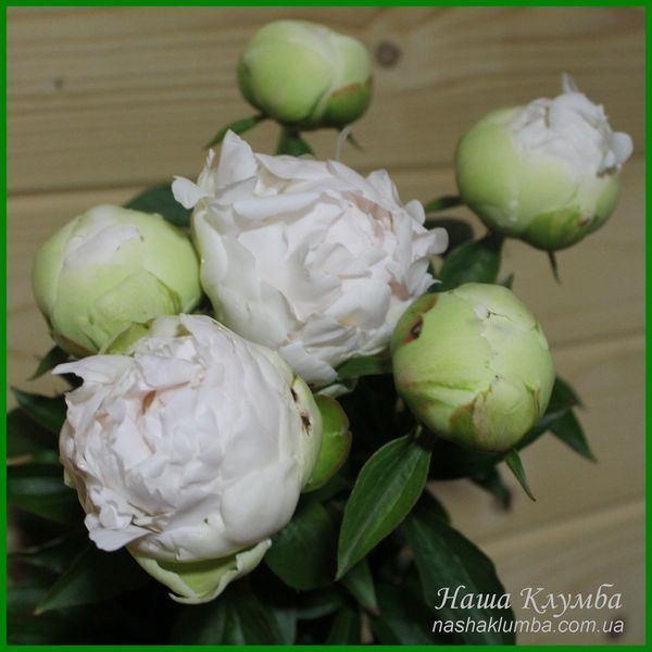 Bright White. Origin unknown. 459 фото