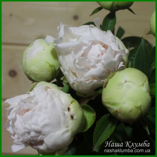 Bright White. Origin unknown. 459 фото