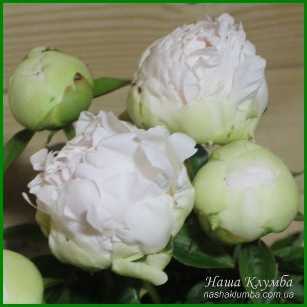 Bright White. Origin unknown. 459 фото