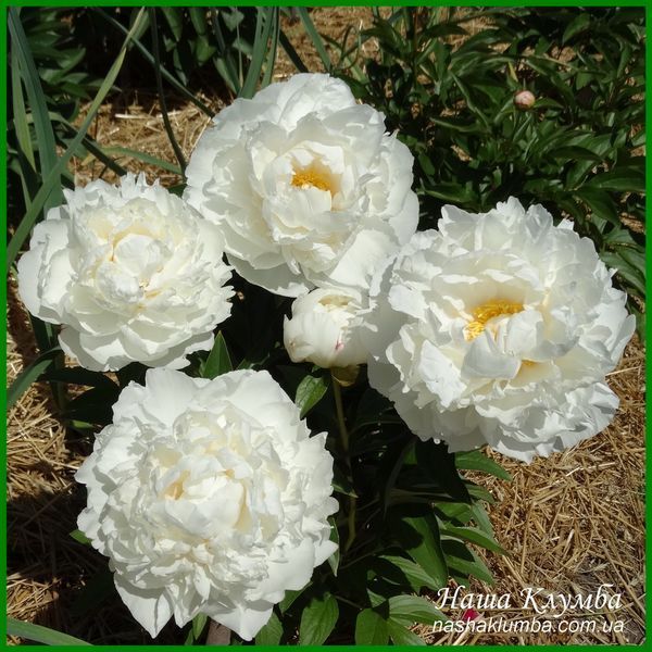Mary E. Nicholls. Nicholls'1941, USA. 409 фото