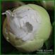 Bright White. Origin unknown. 459 фото 1
