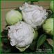 Bright White. Origin unknown. 459 фото 2