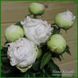 Bright White. Origin unknown. 459 фото 7