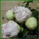 Bright White. Origin unknown. 459 фото 6