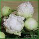 Bright White. Origin unknown. 459 фото 3