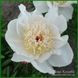 Ewelina. Origin unknown. 362 фото 6