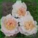 Ewelina. Origin unknown. 362 фото 5