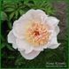 Ewelina. Origin unknown. 362 фото 4