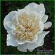 Ewelina. Origin unknown. 362 фото 1