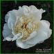 Ewelina. Origin unknown. 362 фото 2
