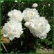 Mary E. Nicholls. Nicholls'1941, USA. 409 фото 3