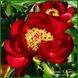 Red Red Rose. Saunders'1942, USA. 263 фото 1