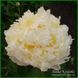 Cheddar Surprise. Klehm'1980, USА. 371 фото 5