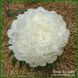 Puffed Cotton. Krekler/Klehm'2003, USА.