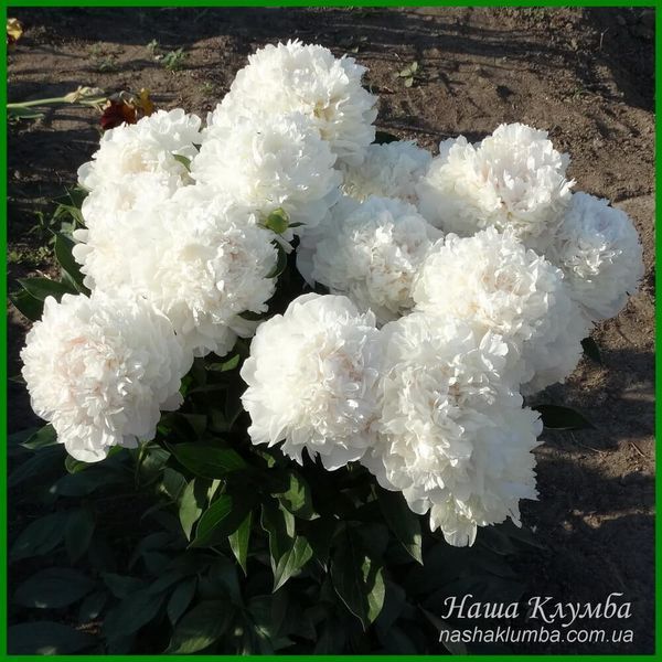 Yubilejnyj. Krasnova'1959, USSR. 323 фото