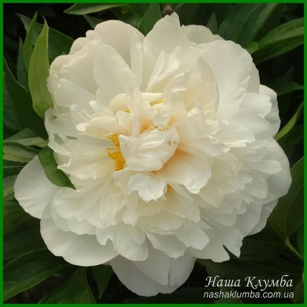 Serene Pastel. Klehm'2000, USA.