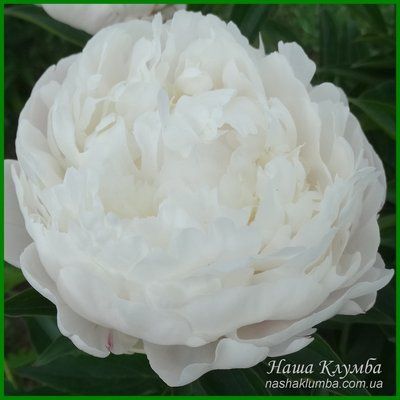 White Frost. Reath'1992, USА. 422 фото