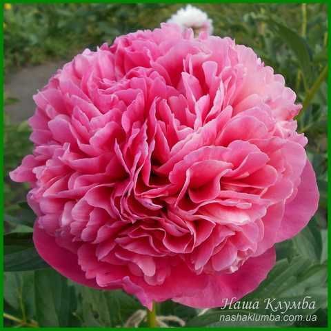 Купити Glowing Raspberry Rose. Cousins/Klehm'1981, Canada/USА. 126