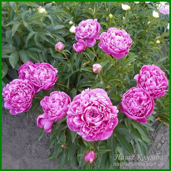 Shawnee Rose. Bigger'1979, USA. 276 фото