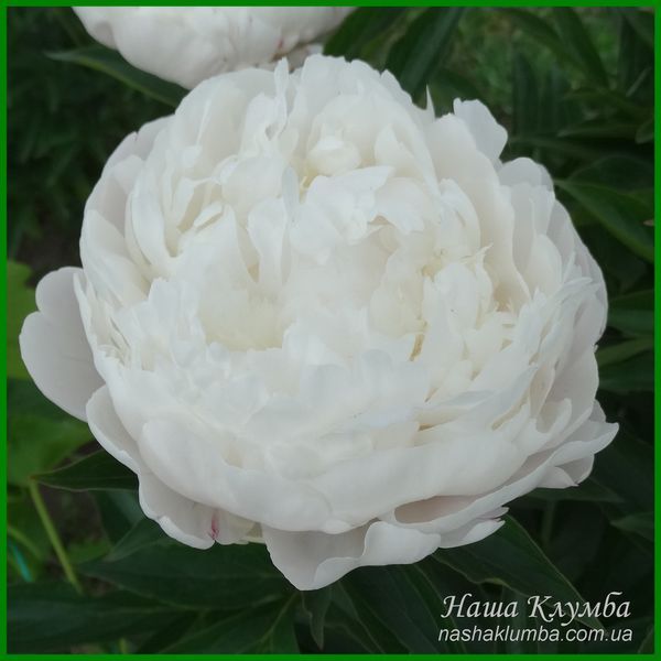 White Frost. Reath'1992, USА. 422 фото