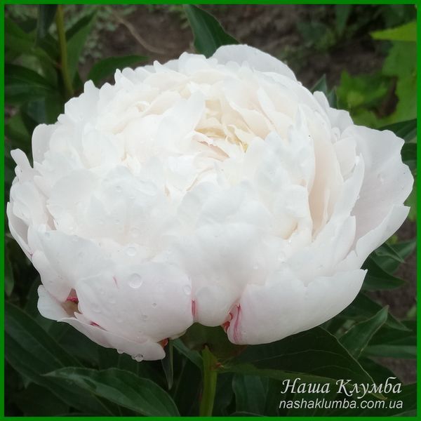 White Frost. Reath'1992, USА. 422 фото