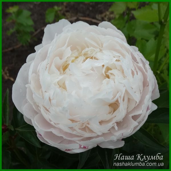 White Frost. Reath'1992, USА. 422 фото