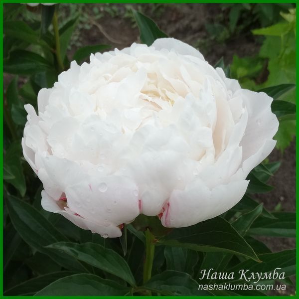 White Frost. Reath'1992, USА. 422 фото
