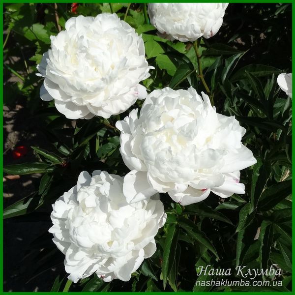 White Frost. Reath'1992, USА. 422 фото
