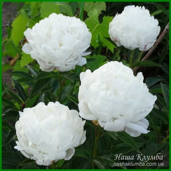 White Frost. Reath'1992, USА. 422 фото