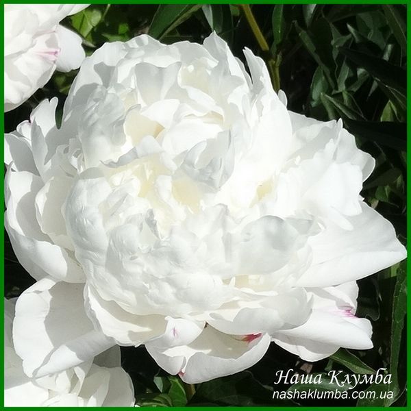 White Frost. Reath'1992, USА. 422 фото