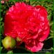 Glowing Raspberry Rose. Cousins/Klehm'1981, Canada/USА. 126 фото 6