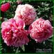 Glowing Raspberry Rose. Cousins/Klehm'1981, Canada/USА. 126 фото 7