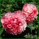 Glowing Raspberry Rose. Cousins/Klehm'1981, Canada/USА. 126 фото 9