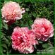 Glowing Raspberry Rose. Cousins/Klehm'1981, Canada/USА.