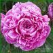 Shawnee Rose. Bigger'1979, USA. 276 фото 1