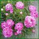 Shawnee Rose. Bigger'1979, USA. 276 фото 5