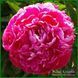 Shawnee Rose. Bigger'1979, USA. 276 фото 2