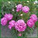 Shawnee Rose. Bigger'1979, USA. 276 фото 4