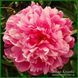 Shawnee Rose. Bigger'1979, USA. 276 фото 3