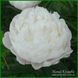 White Frost. Reath'1992, USА. 422 фото 7