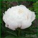 White Frost. Reath'1992, USА. 422 фото 8
