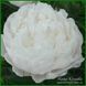 White Frost. Reath'1992, USА. 422 фото 1