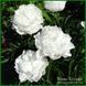 White Frost. Reath'1992, USА. 422 фото 5