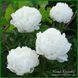 White Frost. Reath'1992, USА. 422 фото 4