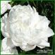 White Frost. Reath'1992, USА. 422 фото 3
