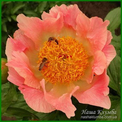 Coral Scout. Laning/Hollingsworth'2010, USA. 77 фото