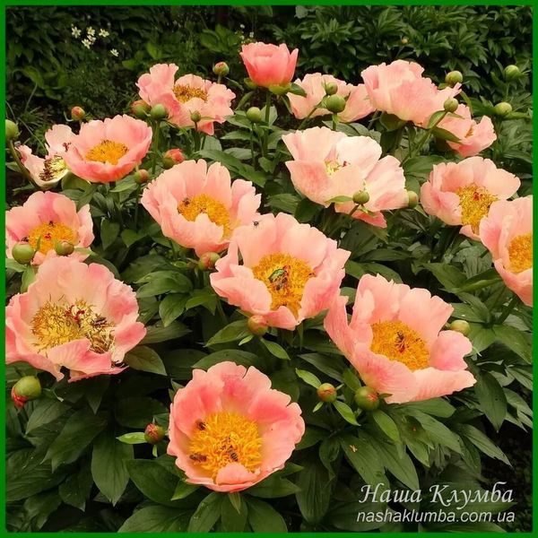 Coral Scout. Laning/Hollingsworth'2010, USA. 77 фото