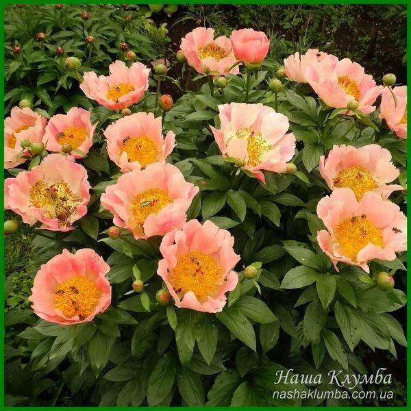 Coral Scout. Laning/Hollingsworth'2010, USA. 77 фото